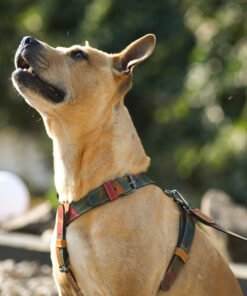 Alternative view of Set za pse – Am, ogrlica i povodac od prave kože – Lišće