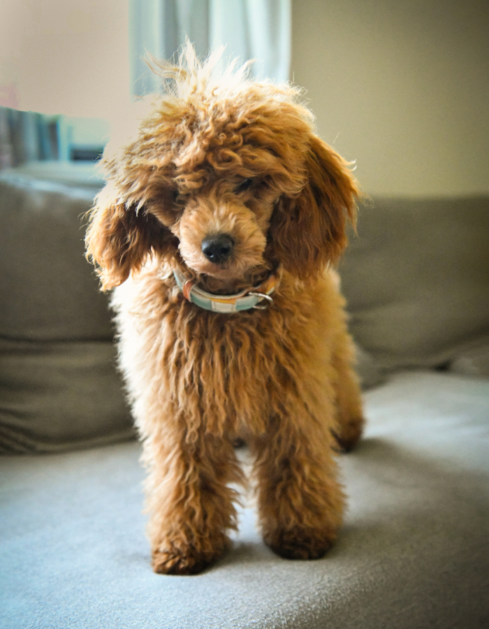 Ogrlica za kućne ljubimce - Panorama - Slika 4