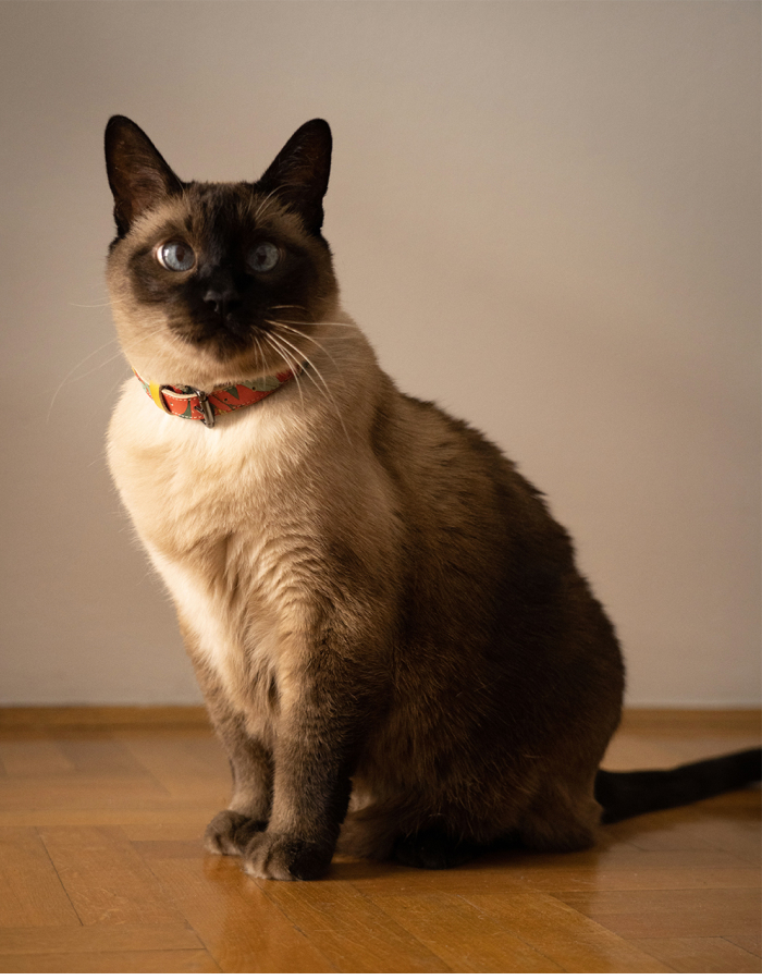 Ogrlica za mačke - Masline - Slika 7