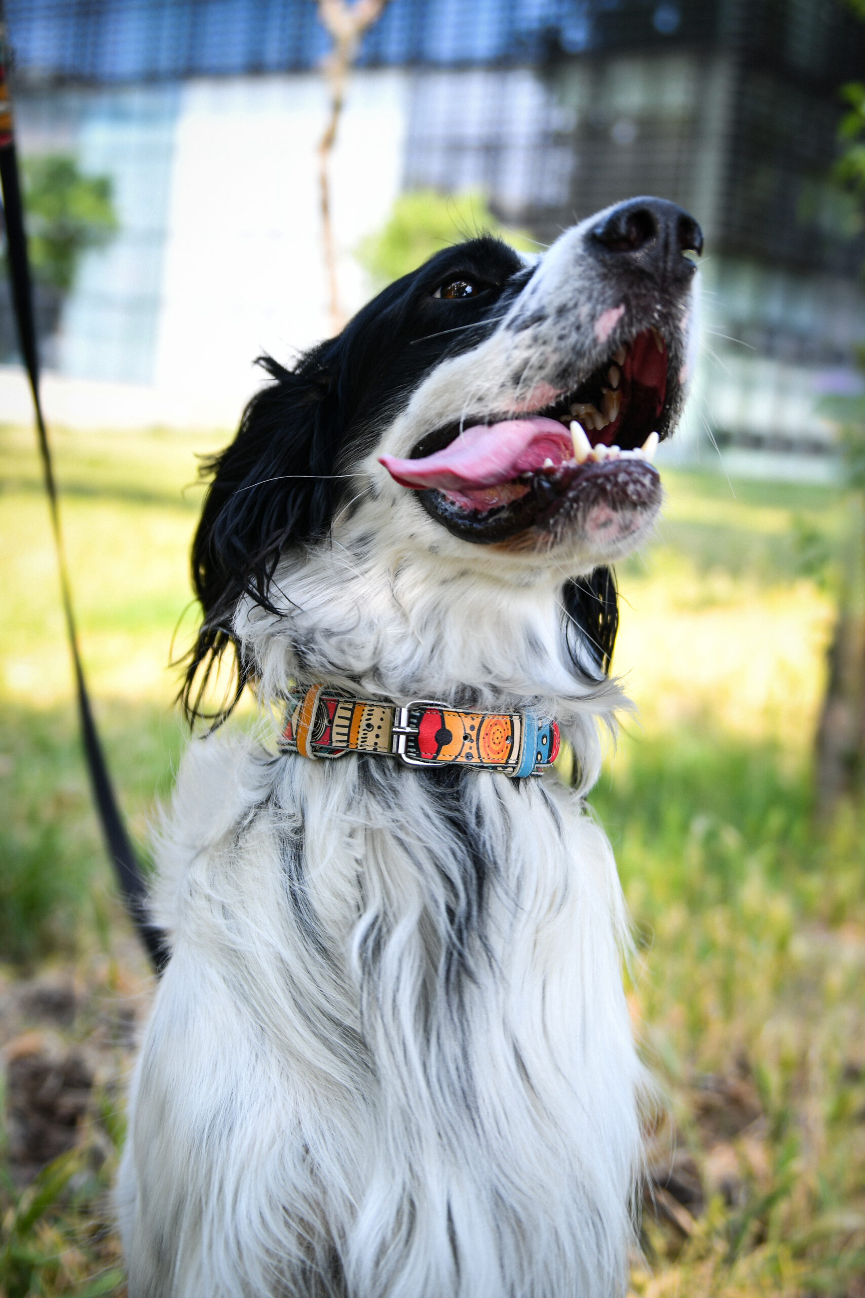 Elegantan i izdržljiv povodac od kože za pse